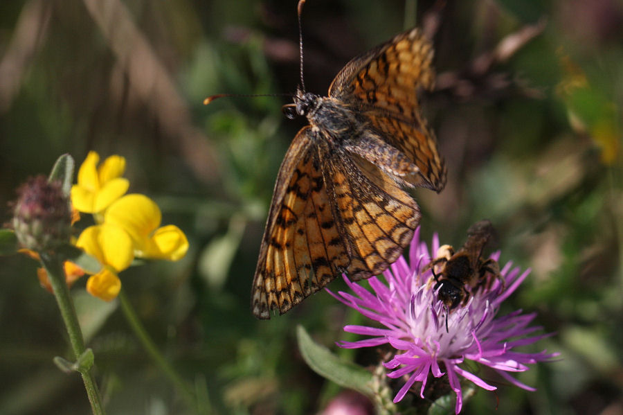 Quali Melitaea?